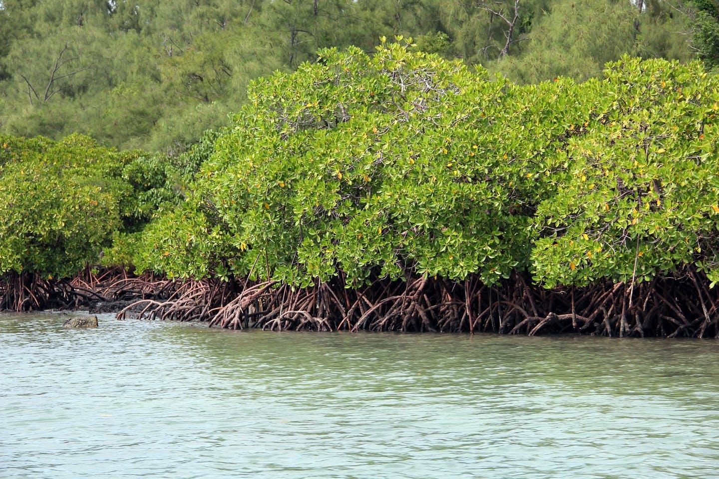 Mangroves Source: Pixabay